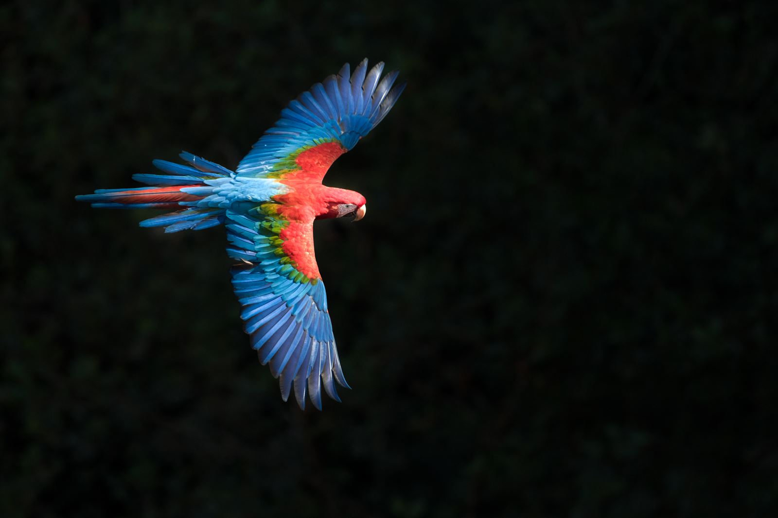 Bird Photography